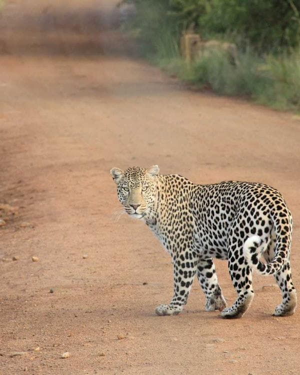 Premium accessoires Supplement 7