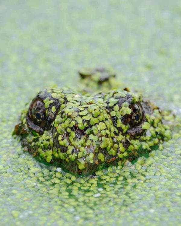 Premium accessoires Supplement 9