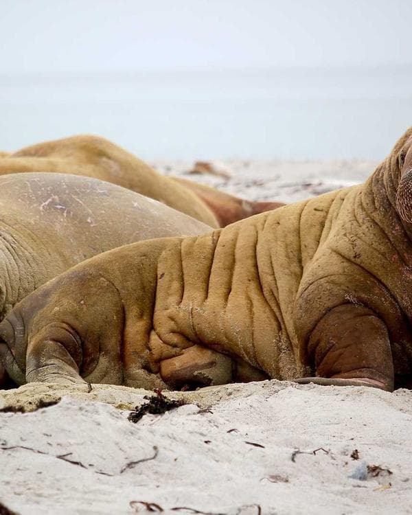 Premium acides amines Supplement 4