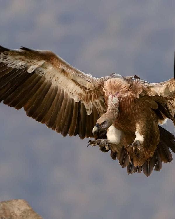 Premium acides amines Supplement 7