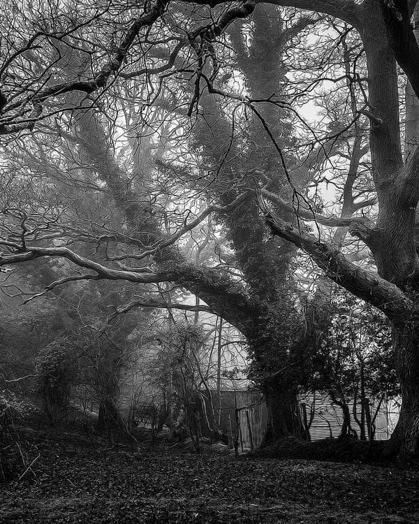 Premium creatine performance Supplement 2 composition