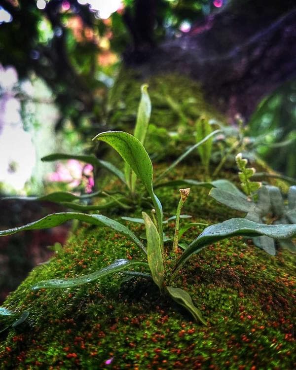 Premium creatine performance Supplement 3