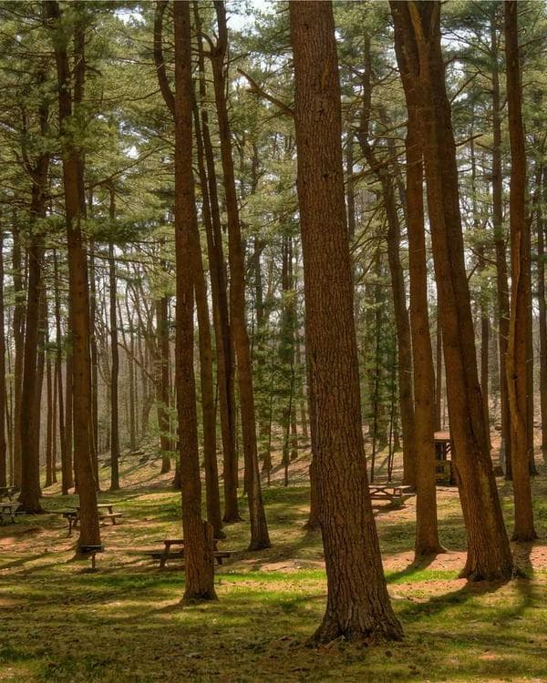 Premium creatine performance Supplement 5