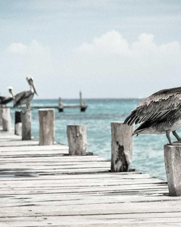 Premium creatine performance Supplement 7 composition