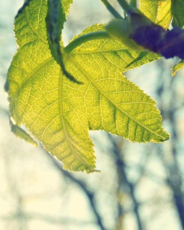 Premium creatine performance Supplement 8 composition