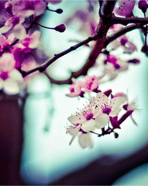 Premium gainers carbohydrates Supplement 2 composition