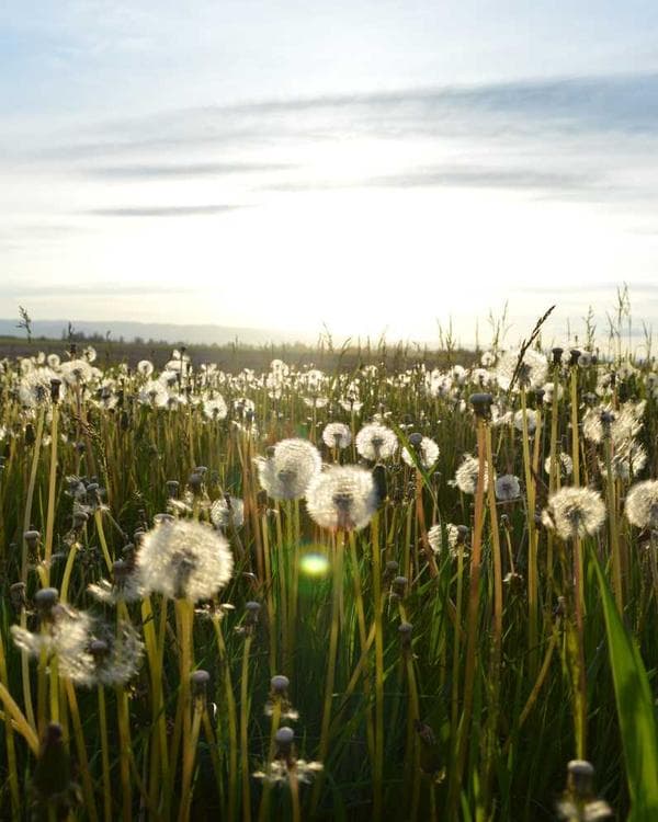 Premium gainers carbohydrates Supplement 7 composition