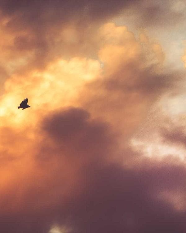 Premium packs Supplement 1