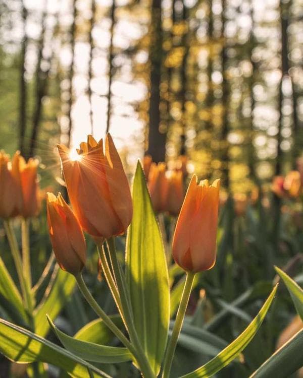 Premium packs Supplement 2