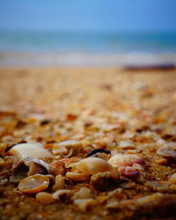 Premium packs Supplement 5