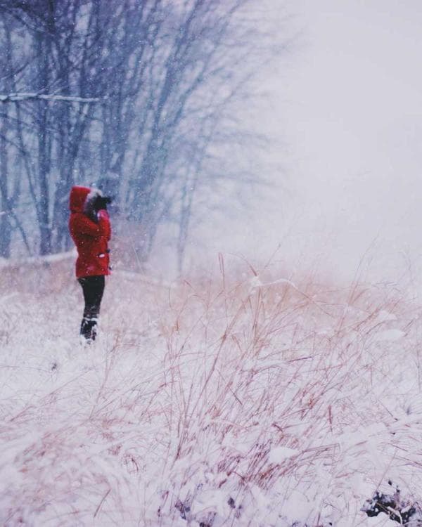 Premium packs Supplement 8 composition