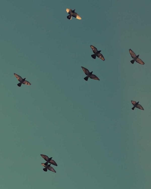 Premium packs Supplement 9 composition