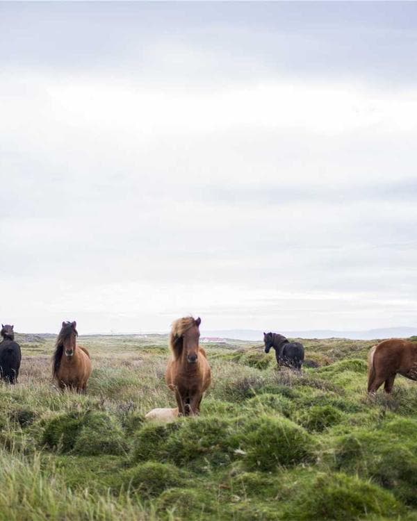 Premium packs Supplement 10