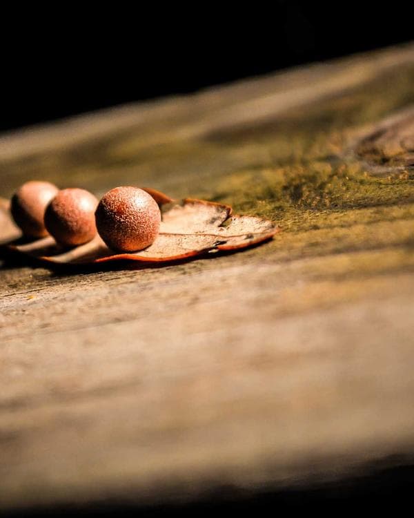 Premium perte de-poids Supplement 11 composition