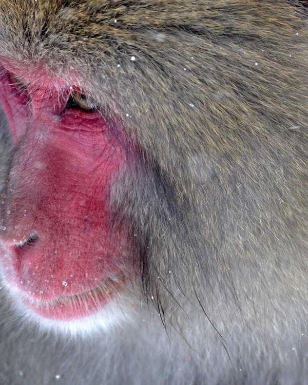 Premium perte de-poids Supplement 12