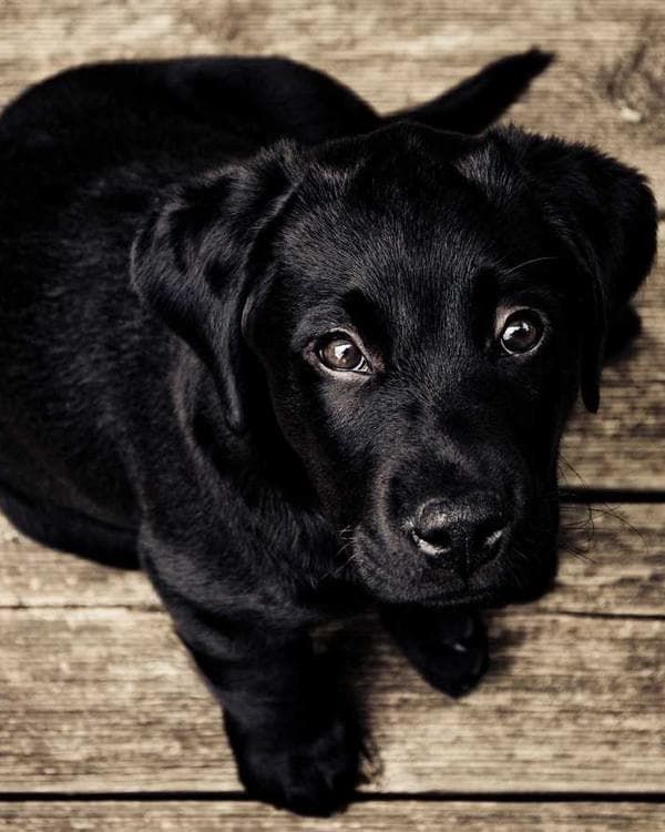 Premium perte de-poids Supplement 6