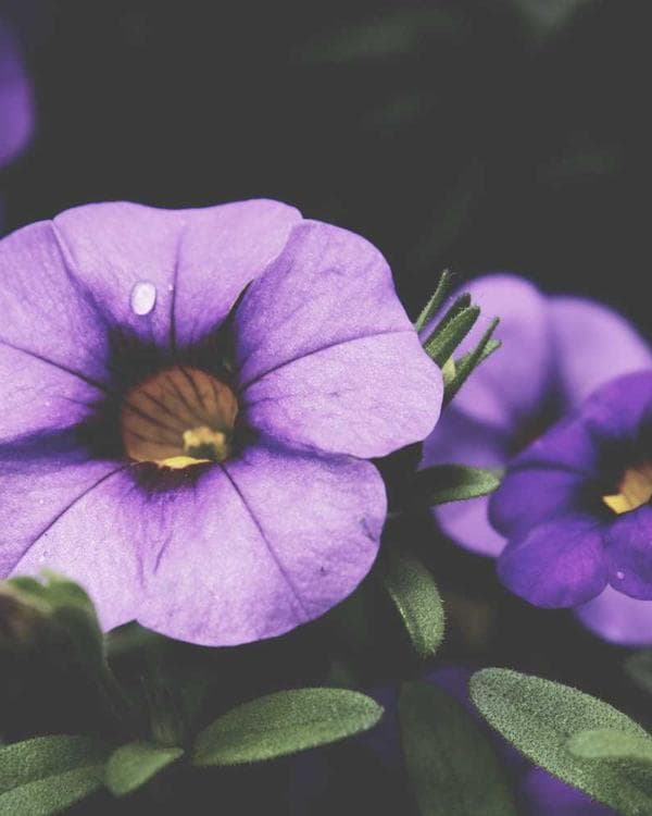 Premium proteines Supplement 1 composition