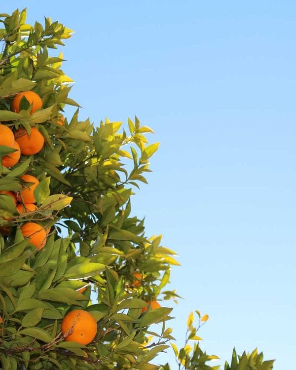 Premium proteines Supplement 11 composition