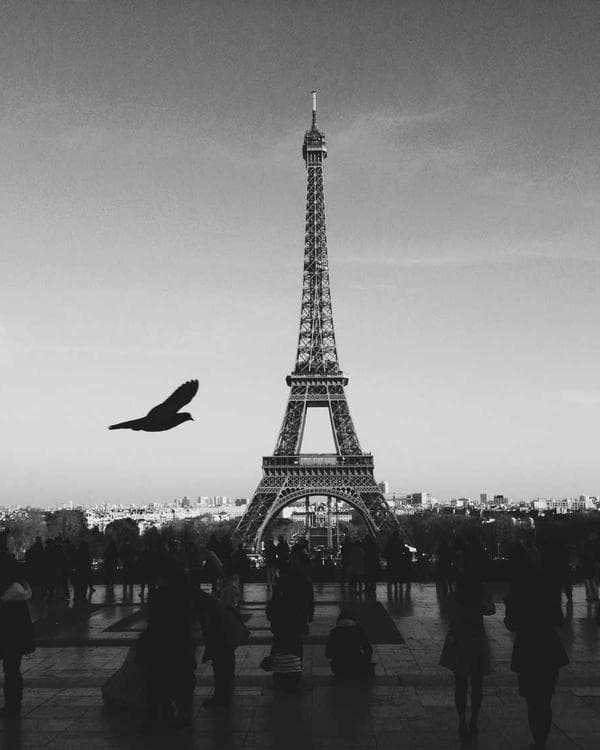 Premium proteines Supplement 4 composition