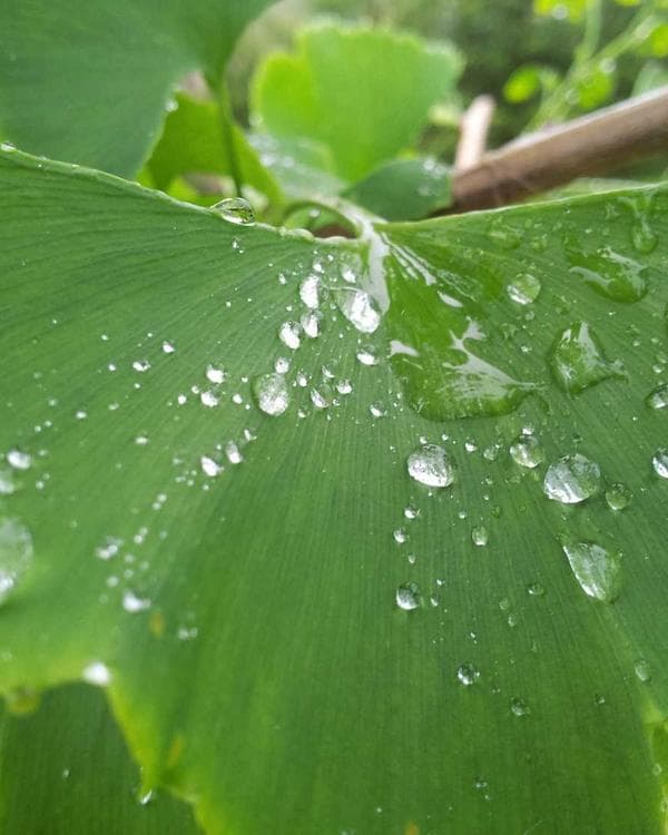 Premium proteines Supplement 7