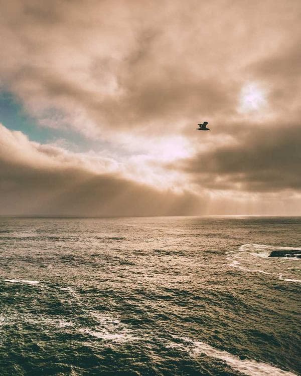 Premium proteines Supplement 9