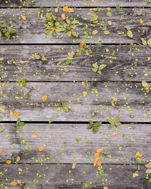 Premium proteines Supplement 9 composition