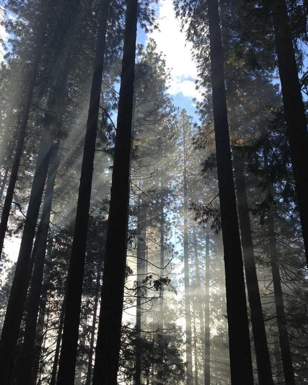 Premium sante bien-etre Supplement 12 composition