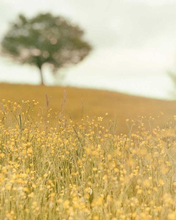 Premium sante bien-etre Supplement 4