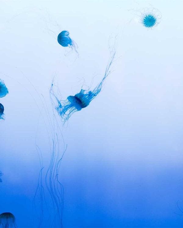 Premium sante bien-etre Supplement 6 composition