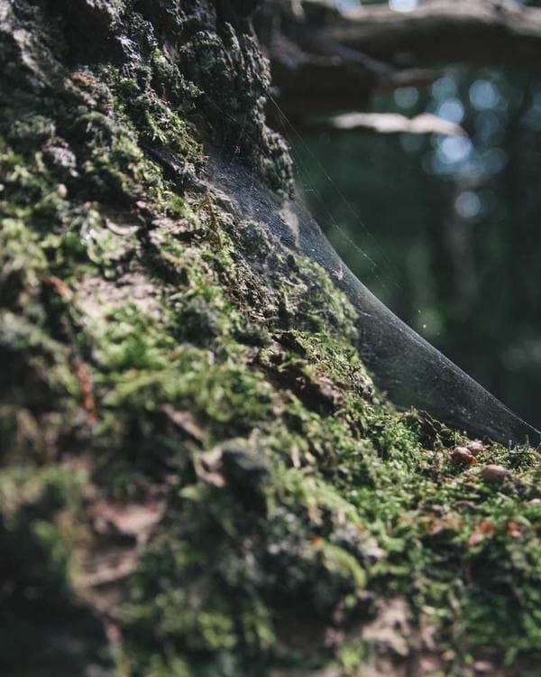 Premium sante bien-etre Supplement 10