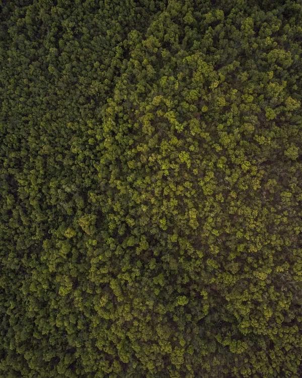 Premium testosterone Supplement 2 composition