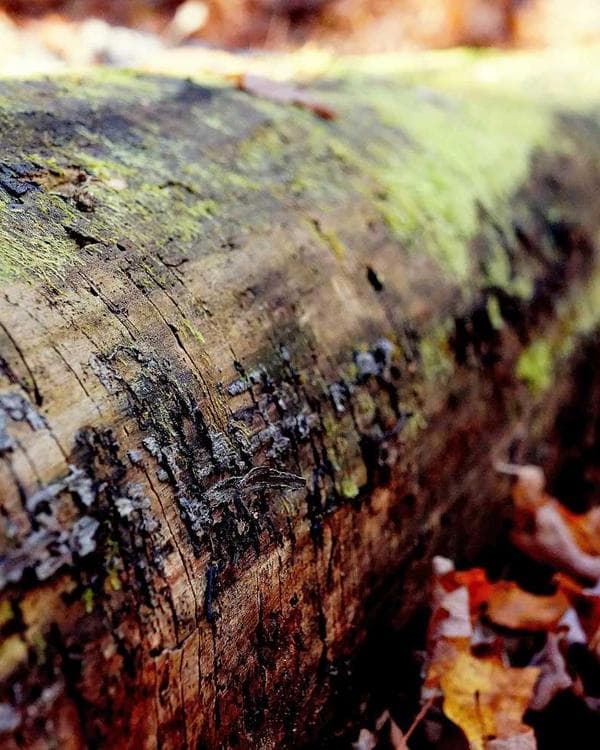 Premium testosterone Supplement 11