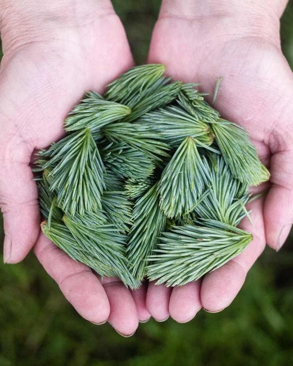 Premium testosterone Supplement 6 composition