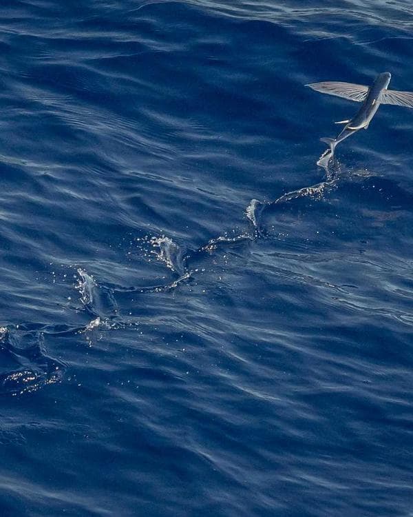 Premium testosterone Supplement 9 composition